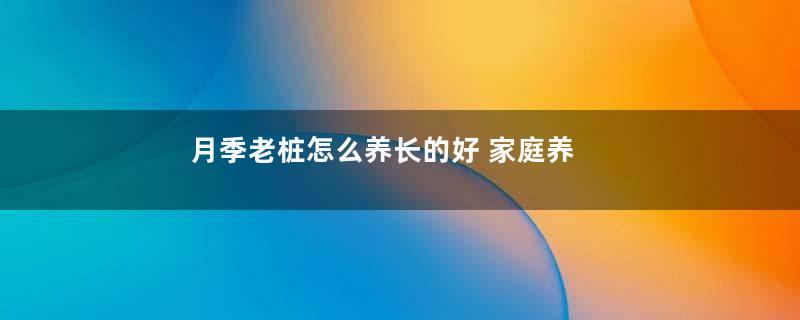 月季老桩怎么养长的好 家庭养殖方法